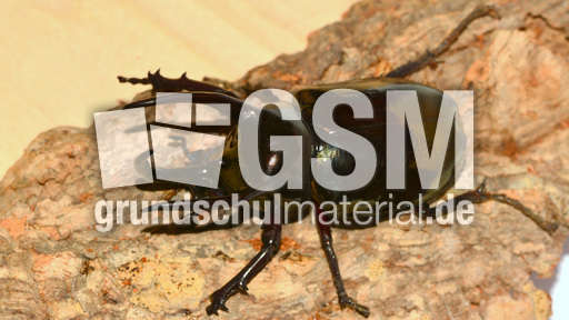 Dreihornkäfer (04).jpg